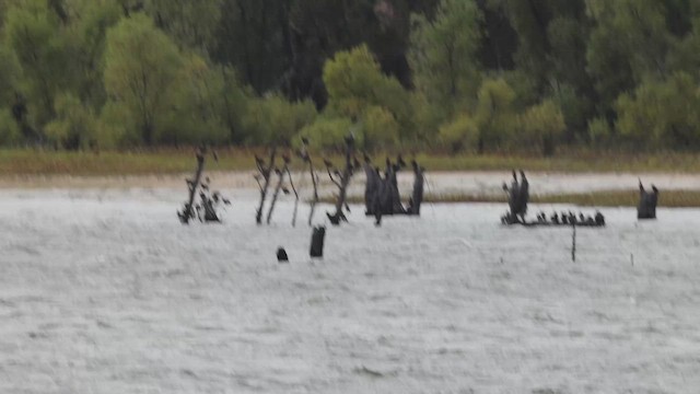 Double-crested Cormorant - ML643342446