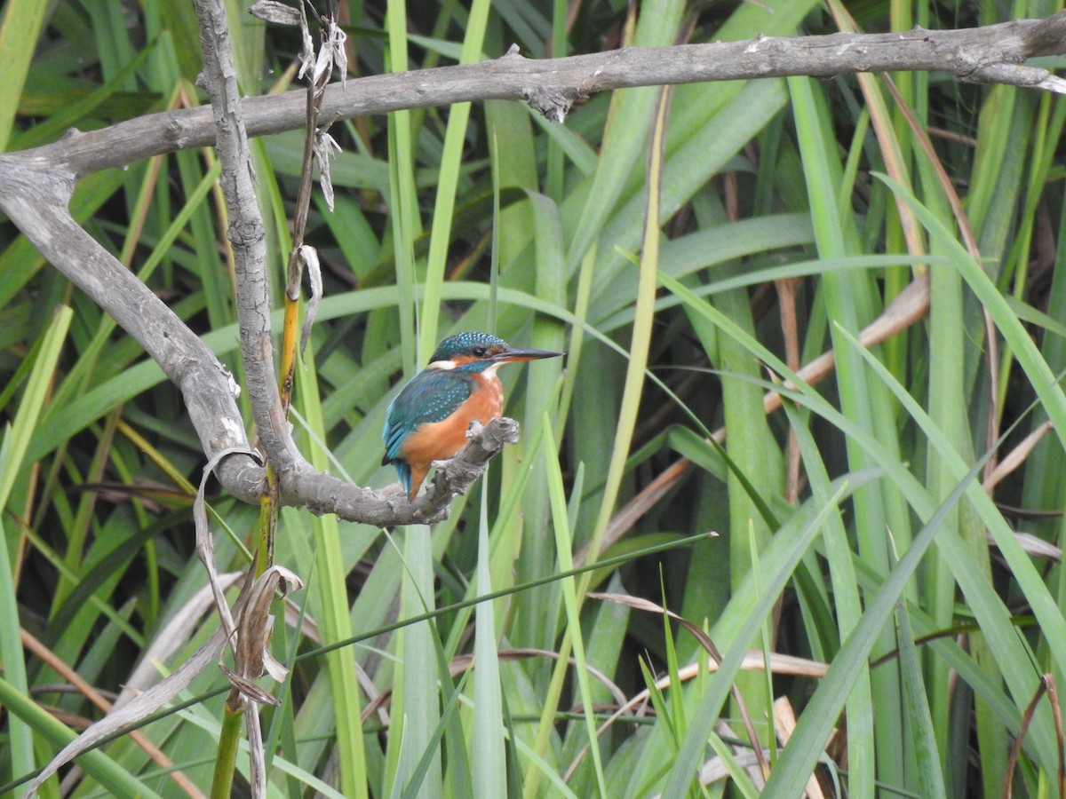Common Kingfisher - ML643342474