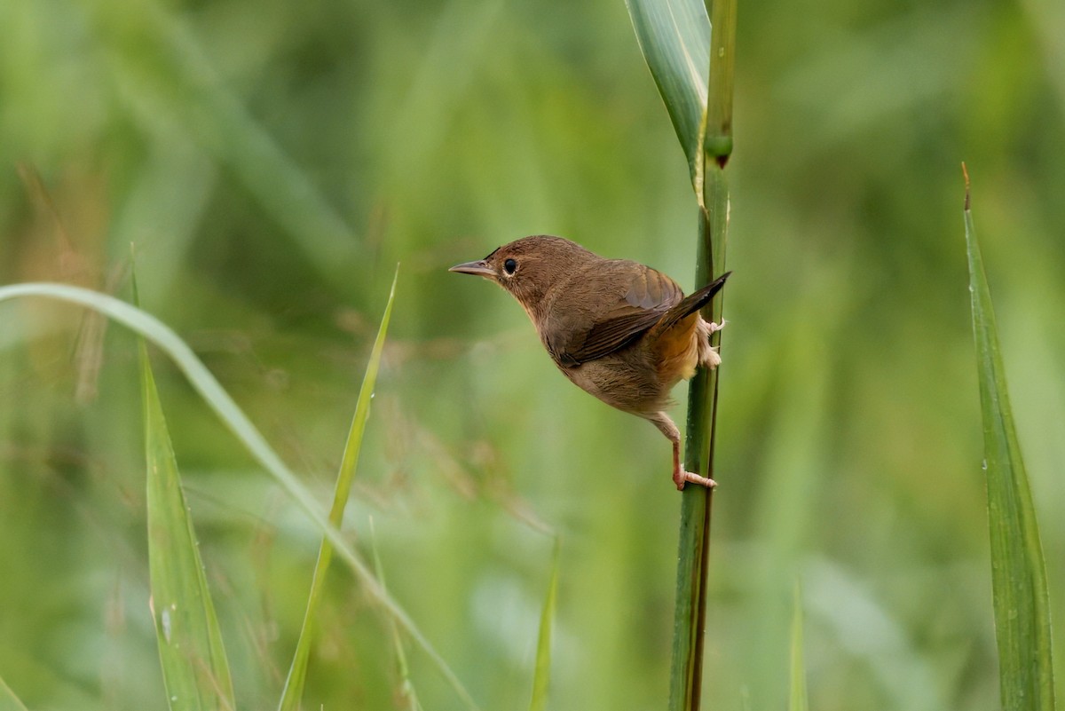 Common Yellowthroat - ML643342508