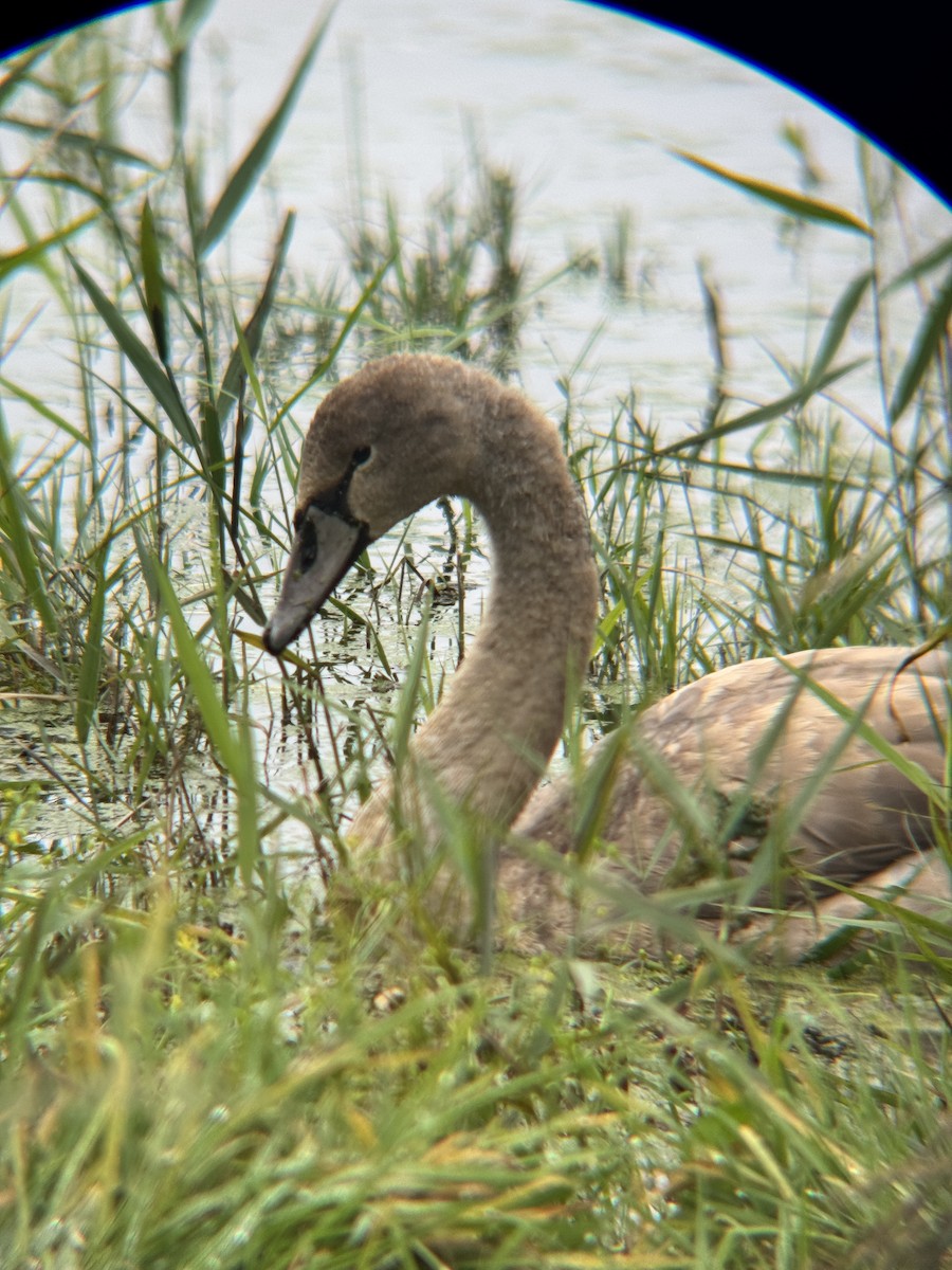 Mute Swan - ML643342510