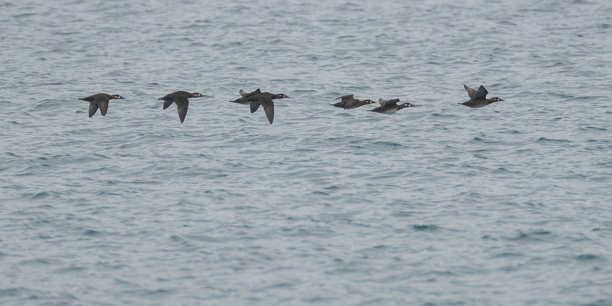 Surf Scoter - ML643342524