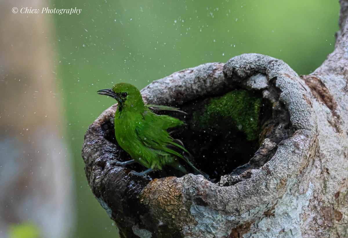 Lesser Green Leafbird - ML643342551