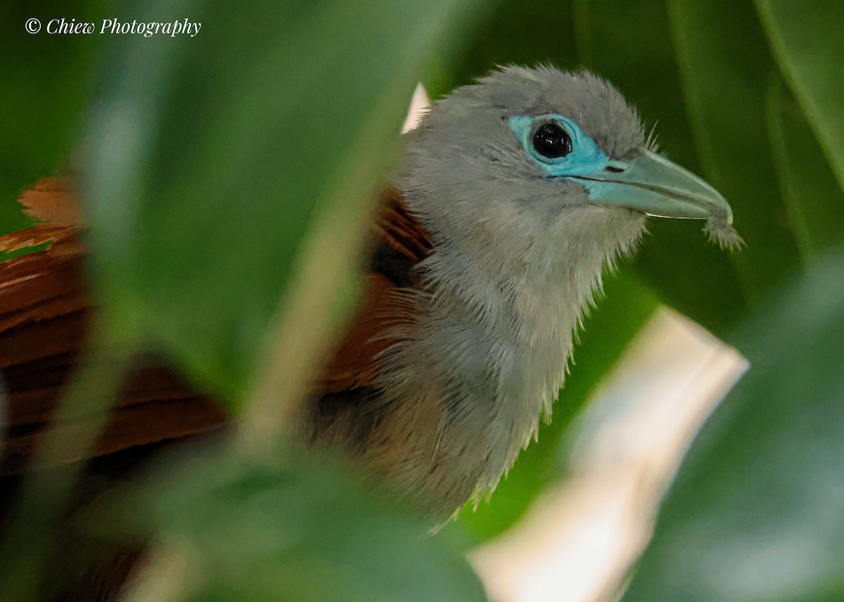 Raffles's Malkoha - ML643342554