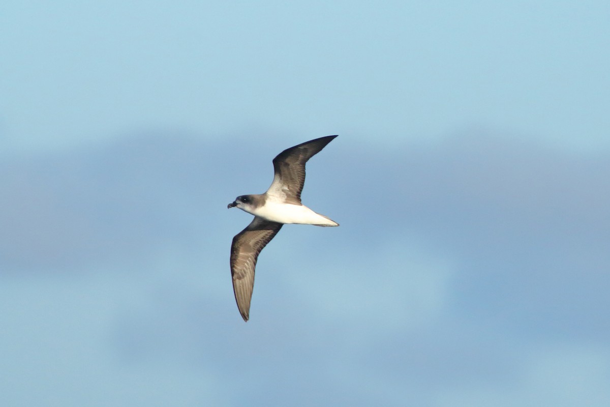 Desertas Petrel - ML643342557