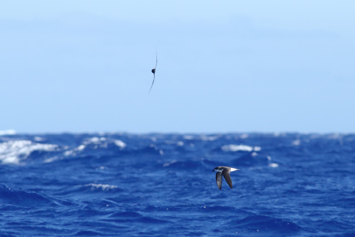 Desertas Petrel - ML643342558