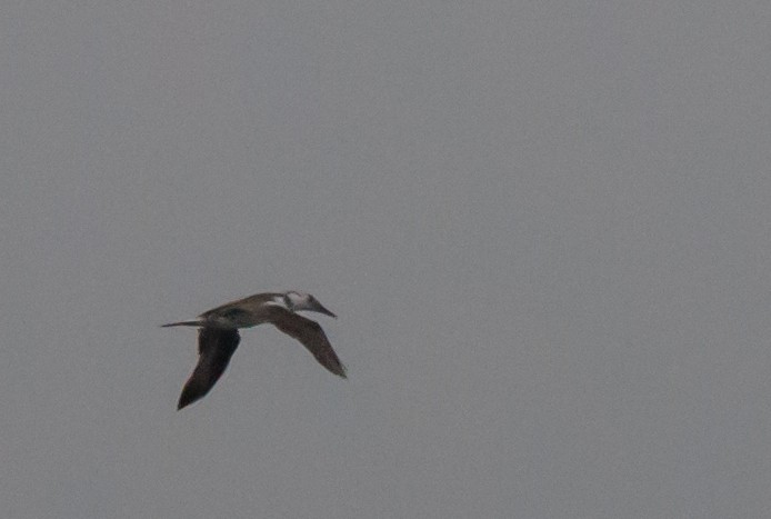 Northern Gannet - ML643342564