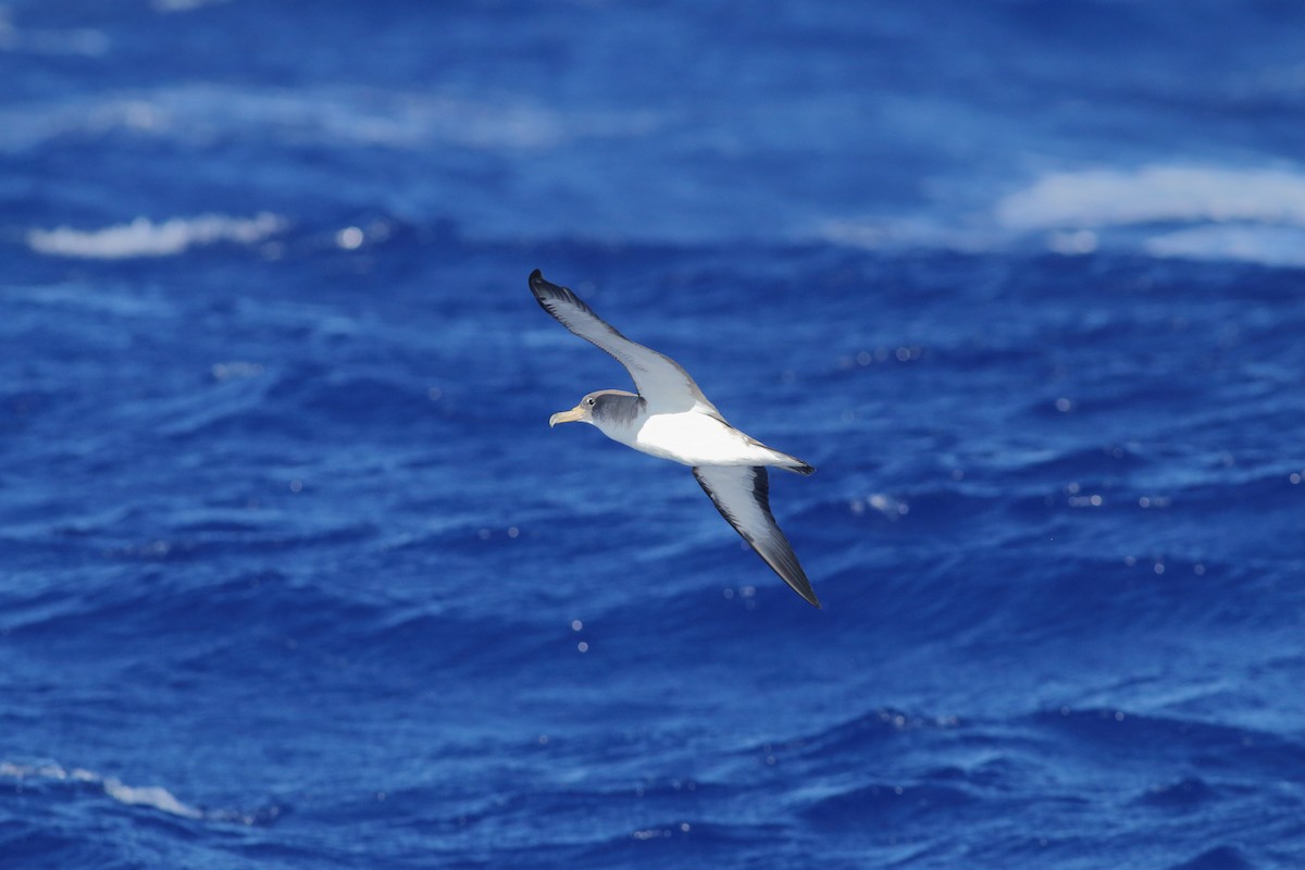Cory's Shearwater - ML643342565