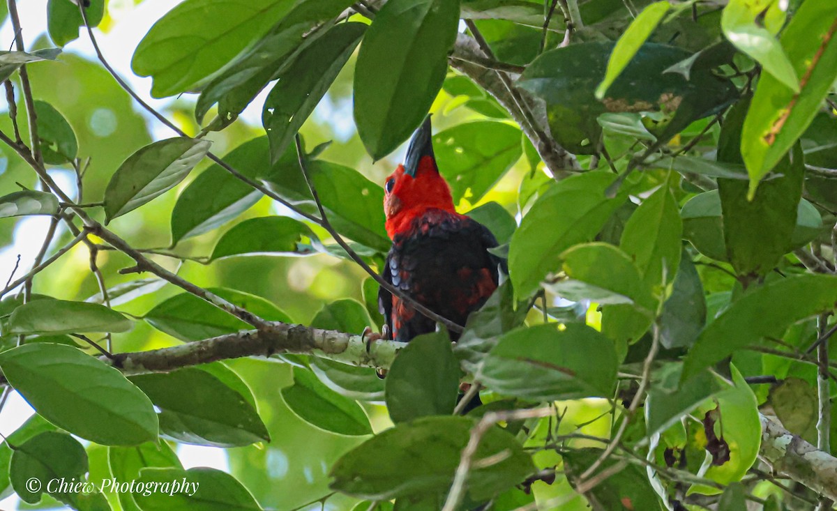 Bornean Bristlehead - ML643342592