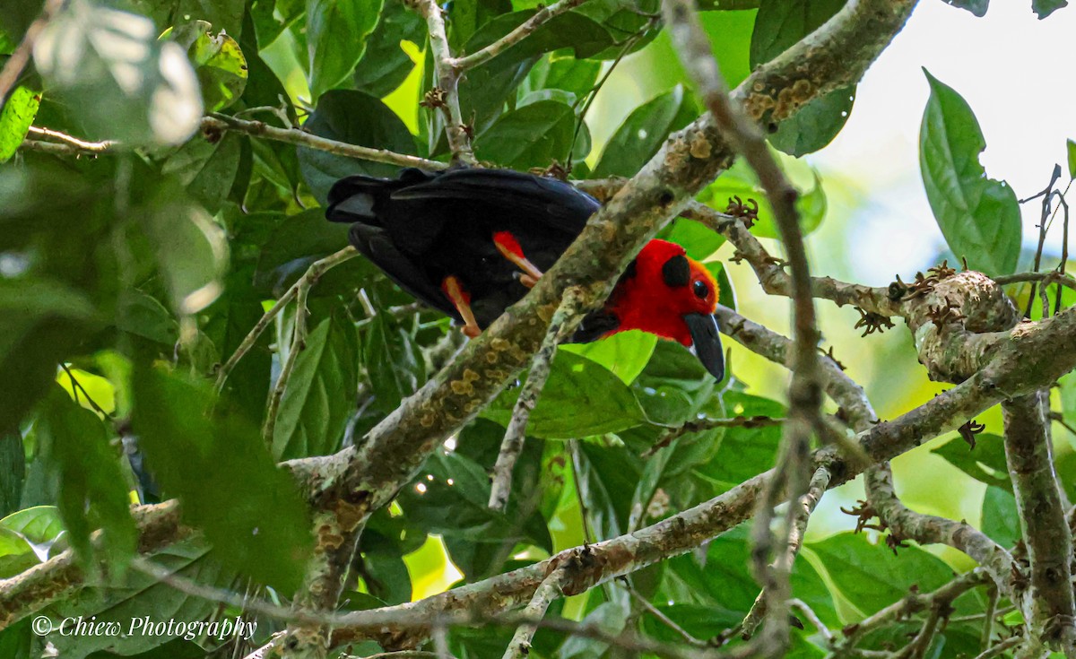 Bornean Bristlehead - ML643342593