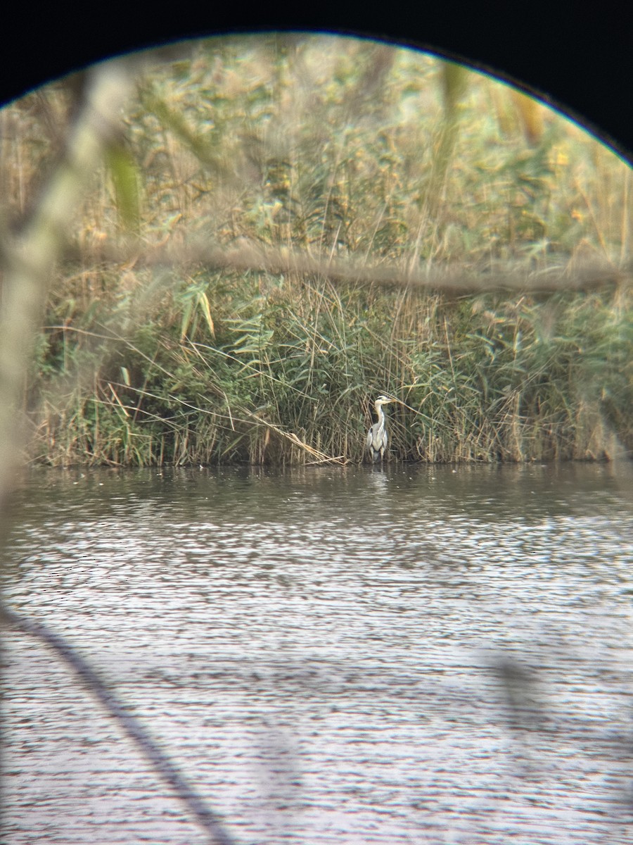 Gray Heron - ML643342594