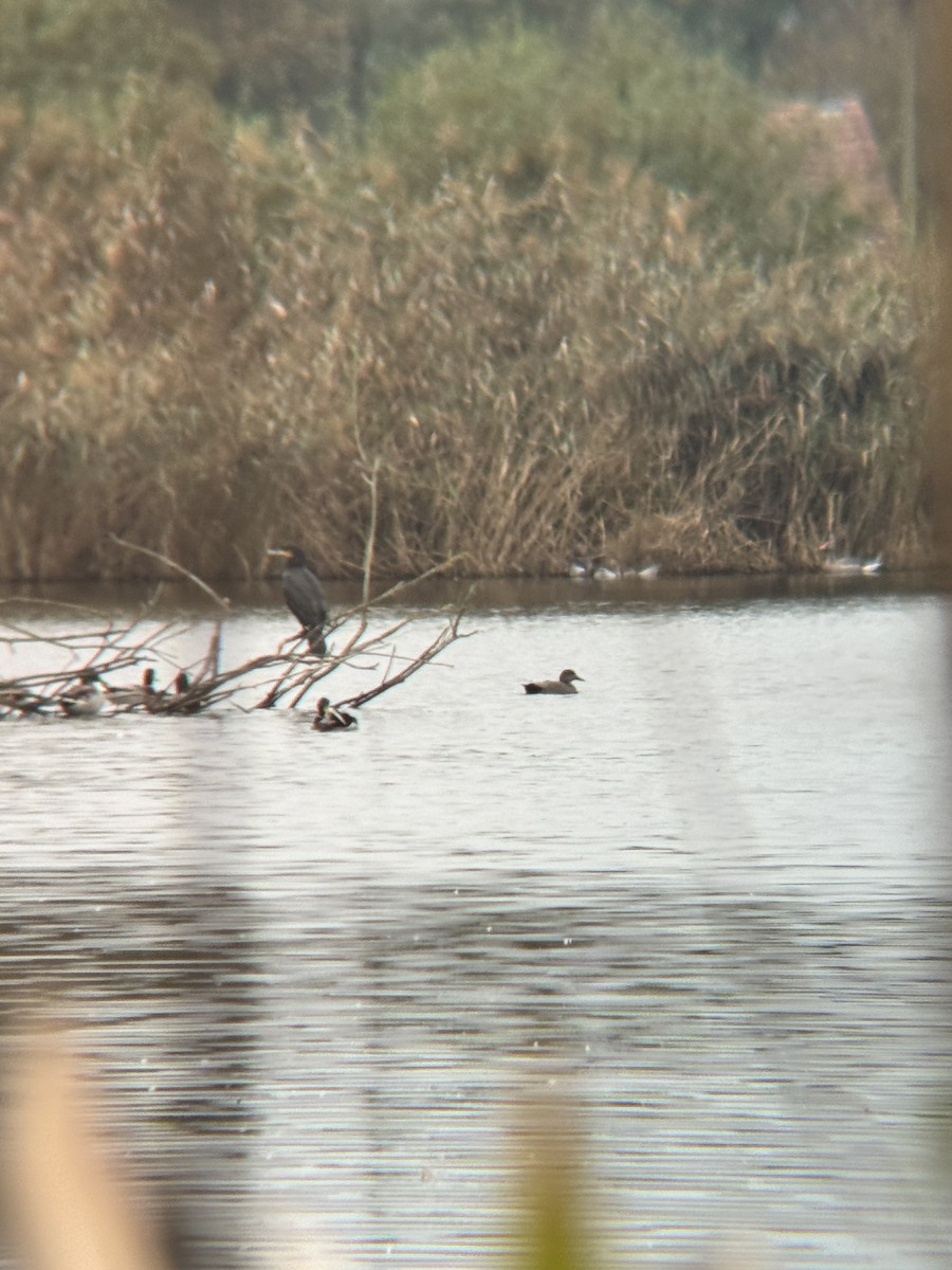 Great Cormorant - ML643342617