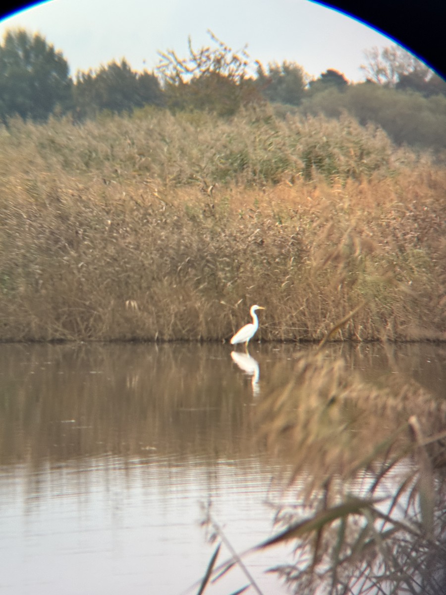 Great Egret - ML643342621
