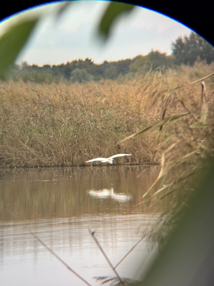 Great Egret - ML643342631