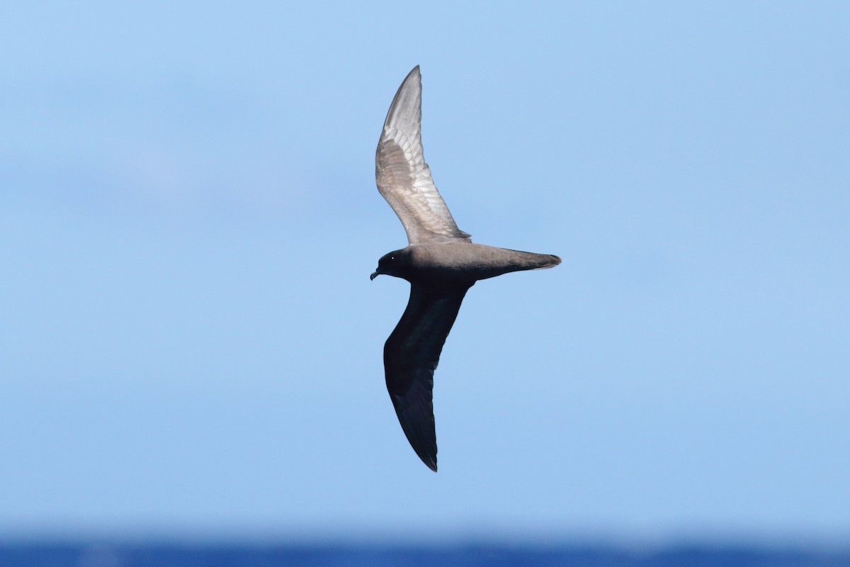 Bulwer's Petrel - ML643342636