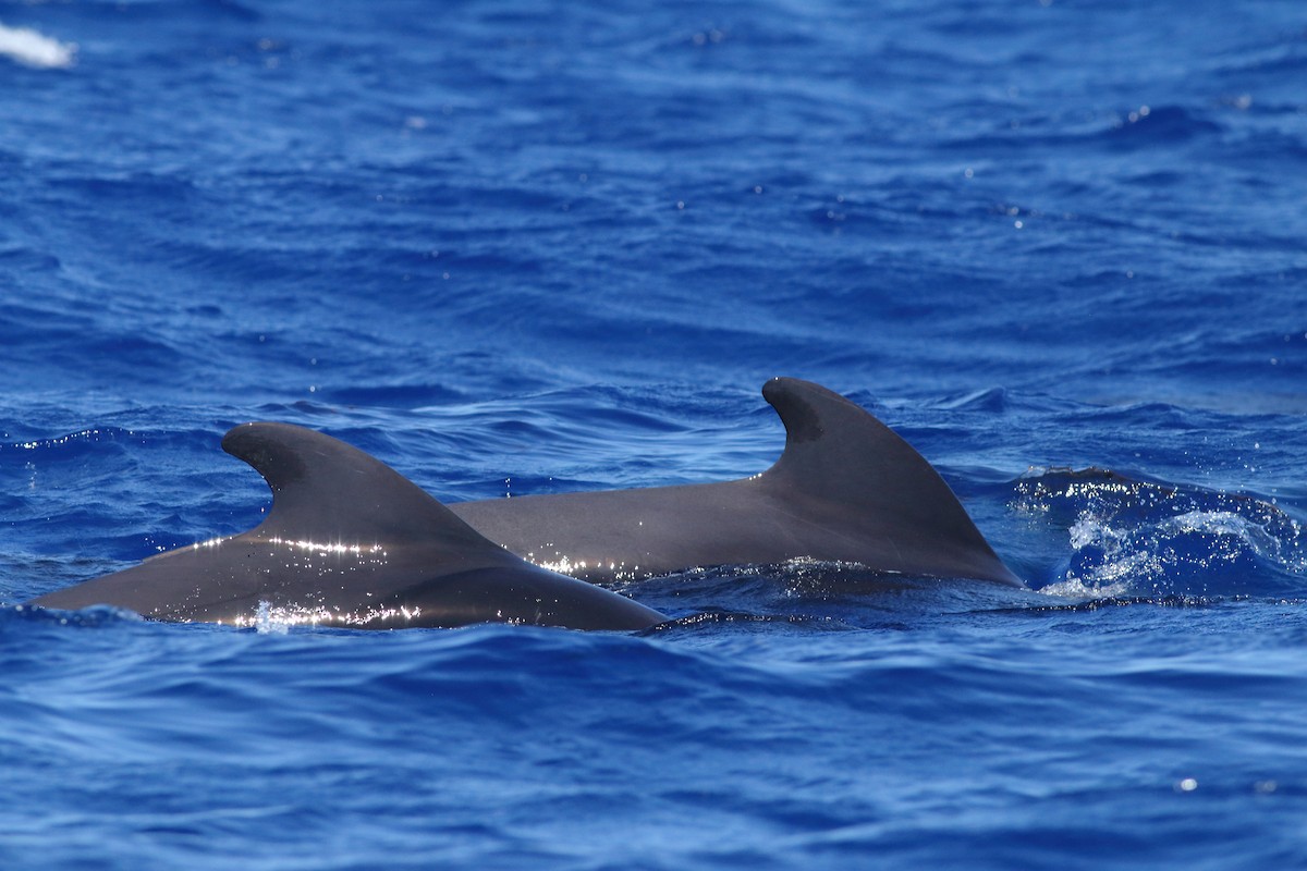 Short-finned Pilot Whale - ML643342655