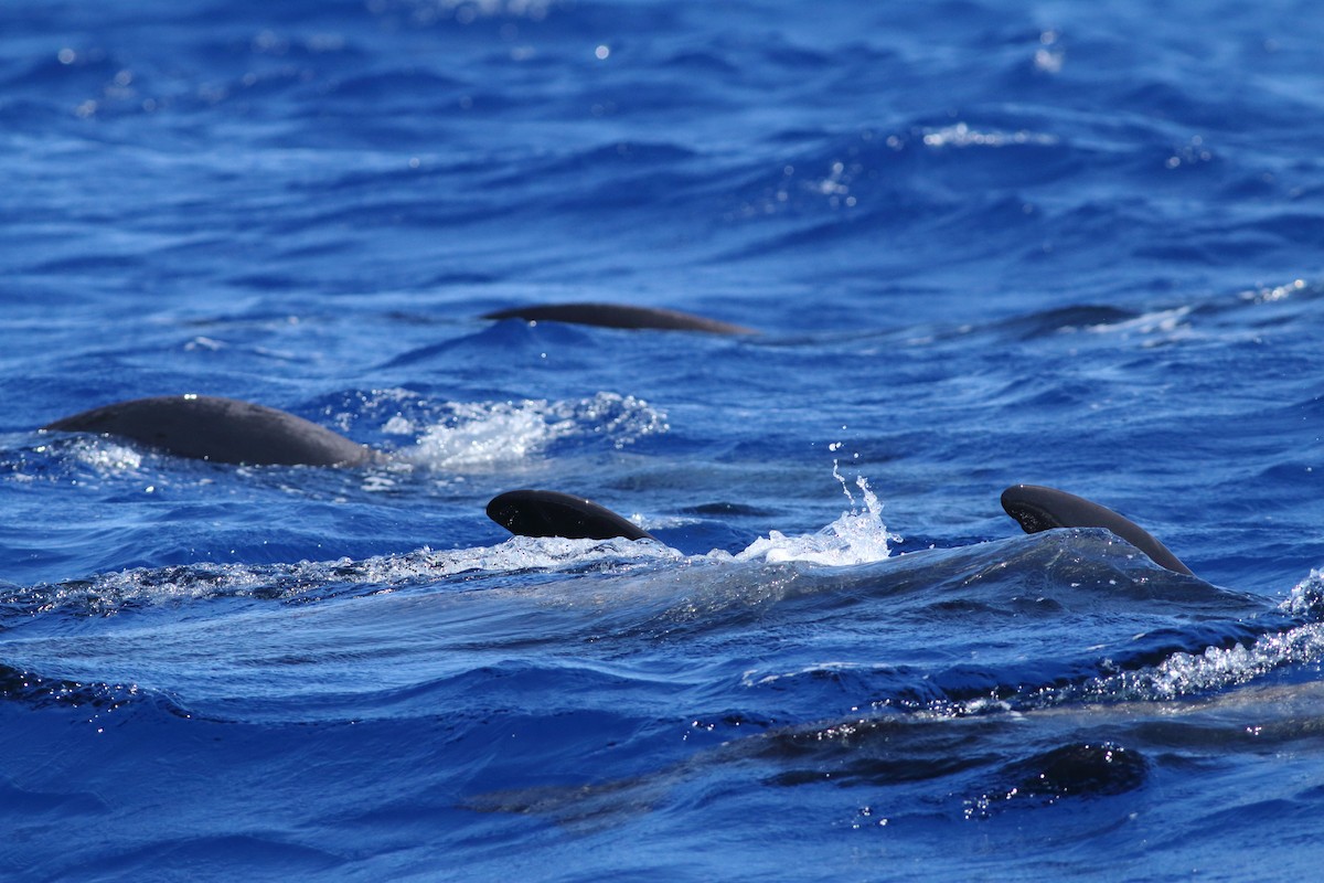 Short-finned Pilot Whale - ML643342656