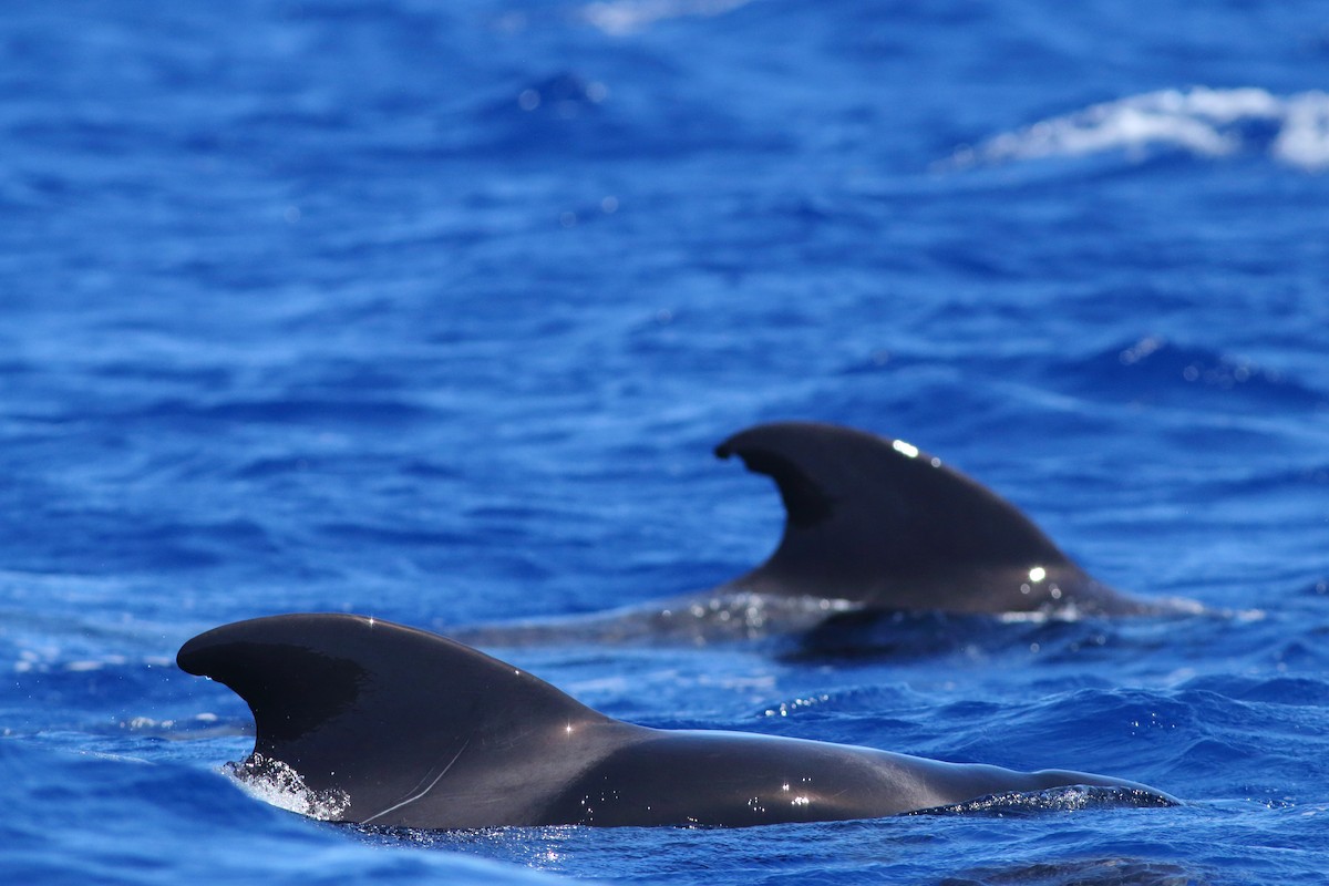 Short-finned Pilot Whale - ML643342657