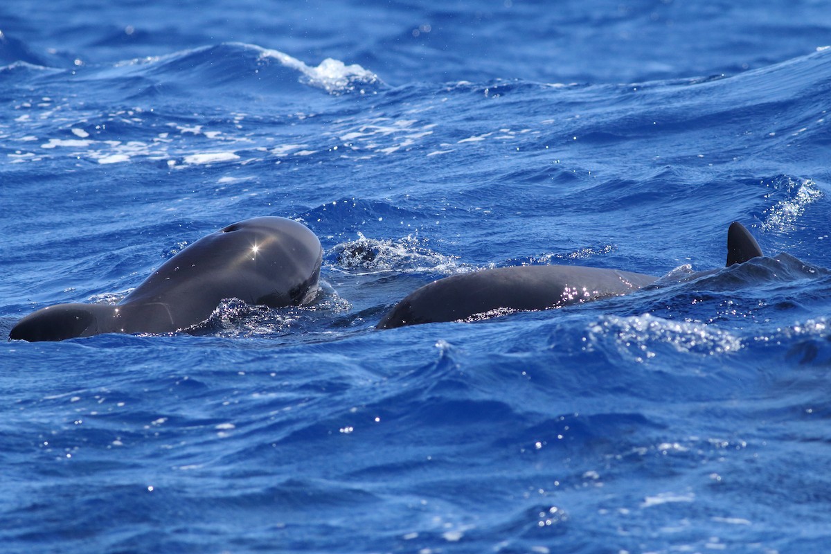 Short-finned Pilot Whale - ML643342658