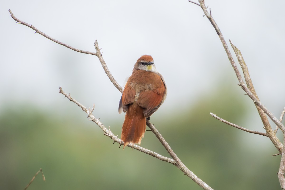 Yellow-chinned Spinetail - ML643342662