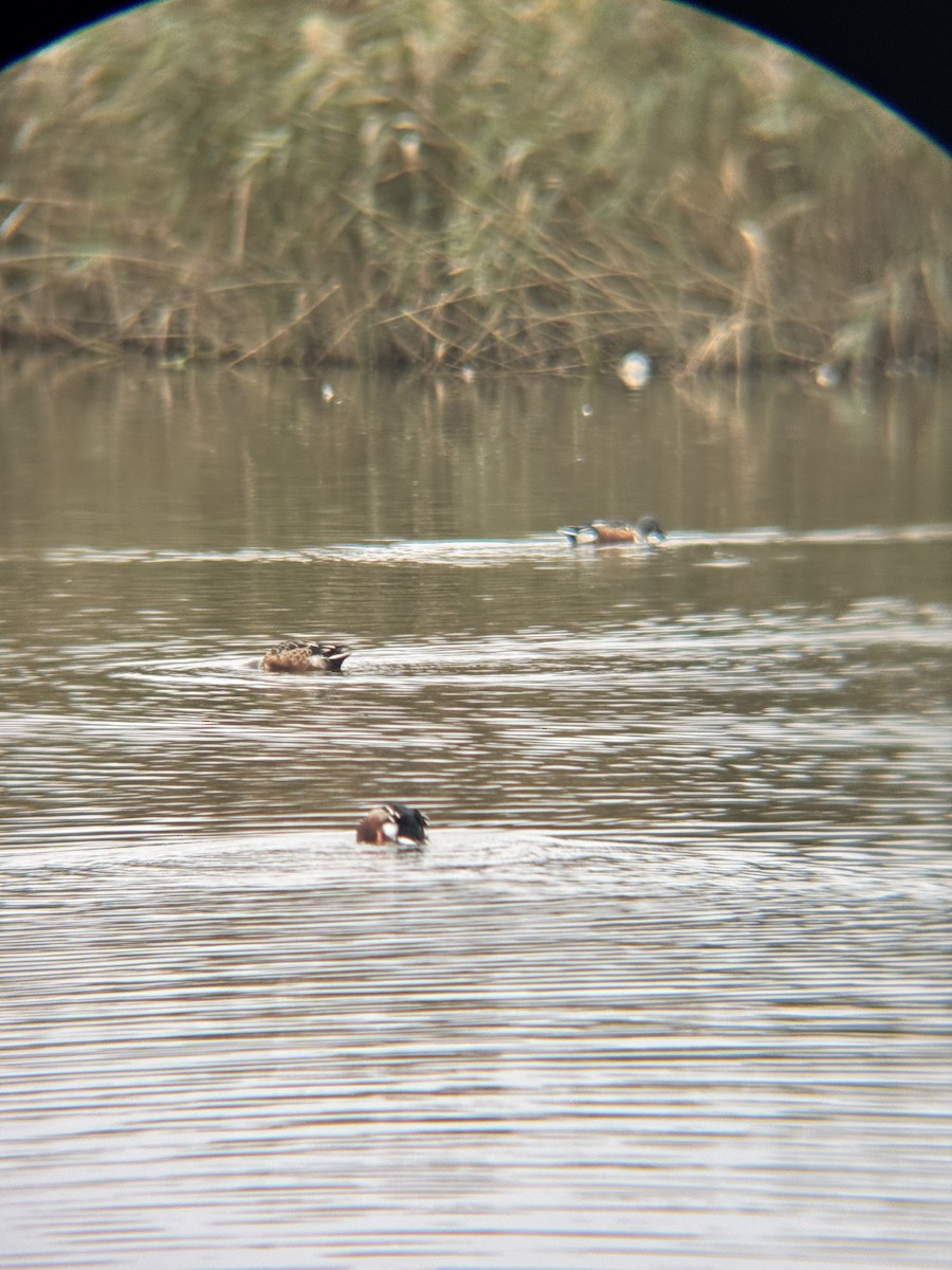 Northern Shoveler - ML643342664