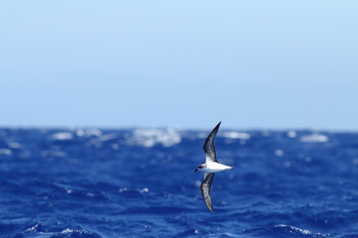 Desertas Petrel - ML643342684