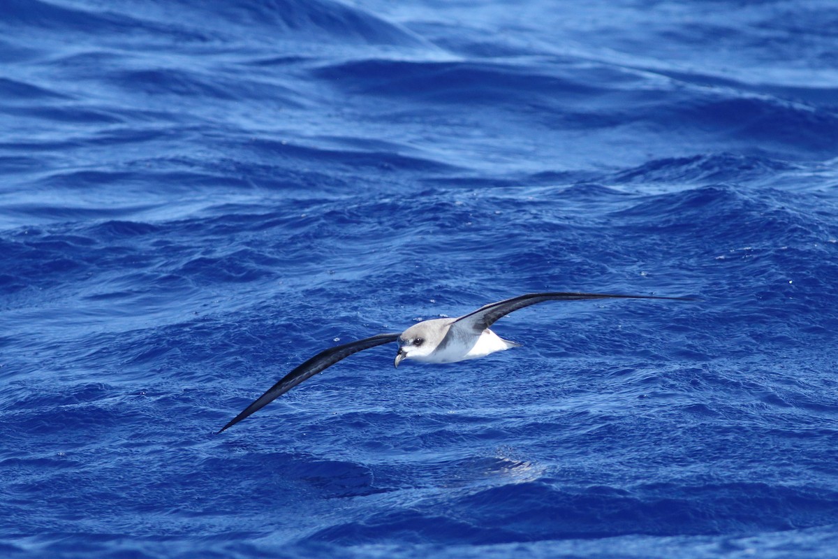 Desertas Petrel - ML643342685