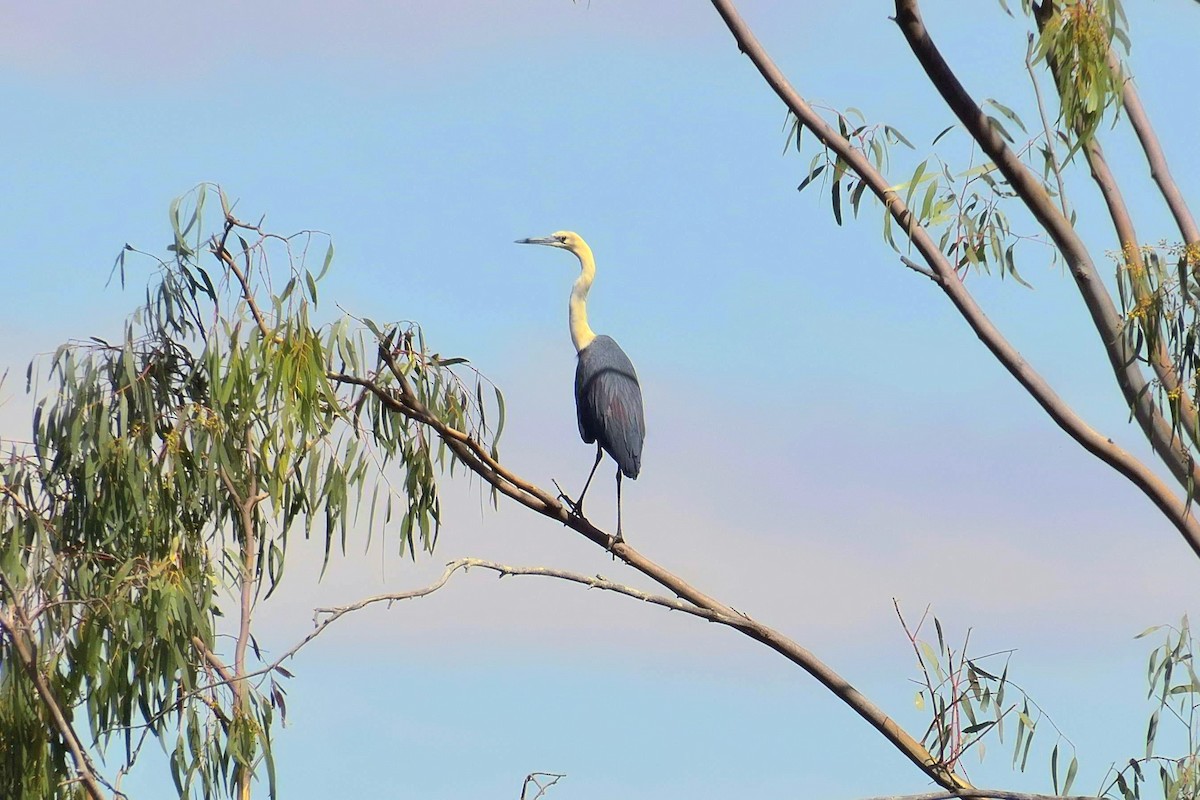 Pacific Heron - ML643342686