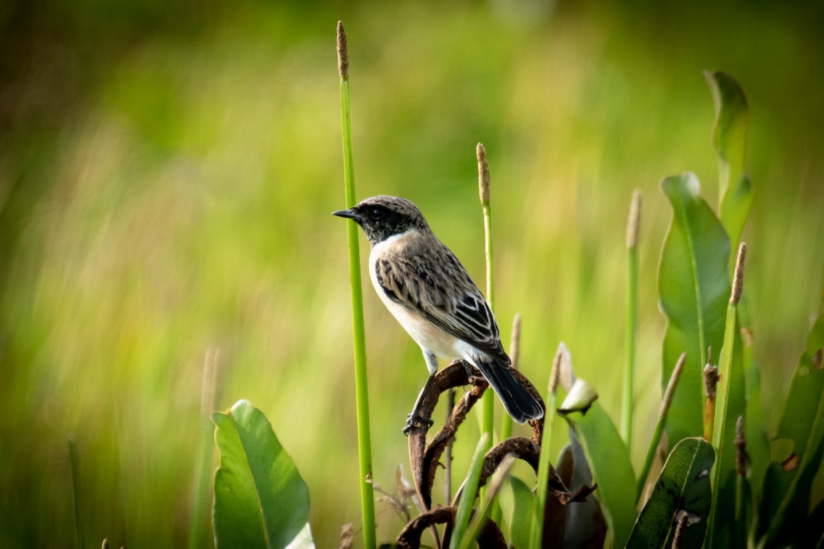 Siberian Stonechat (Siberian) - ML643342698