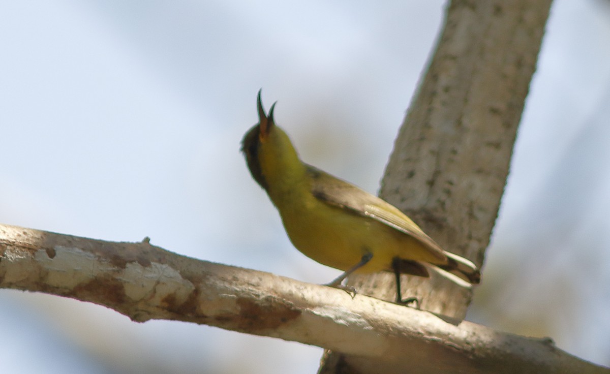 Little Spiderhunter - ML643342702