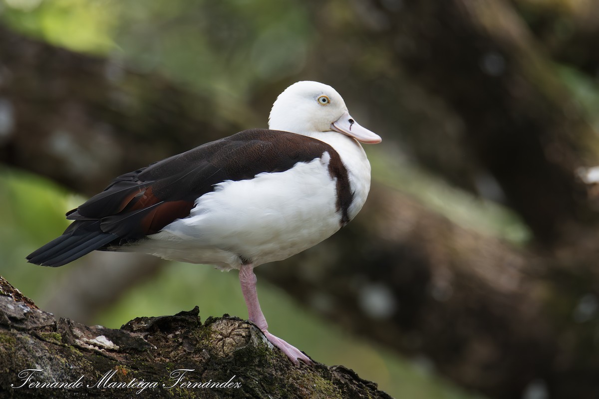Radjah Shelduck - ML643342704