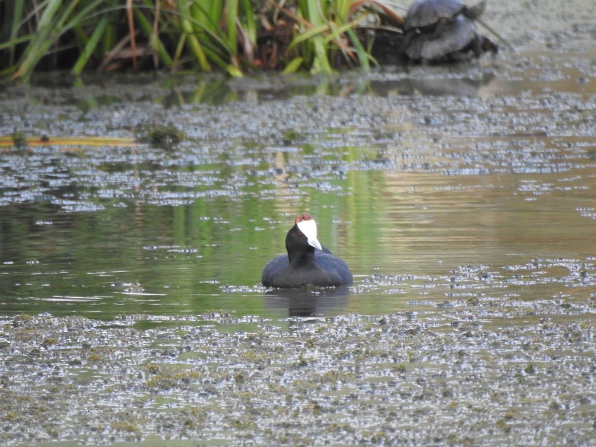 Red-knobbed Coot - ML643342719