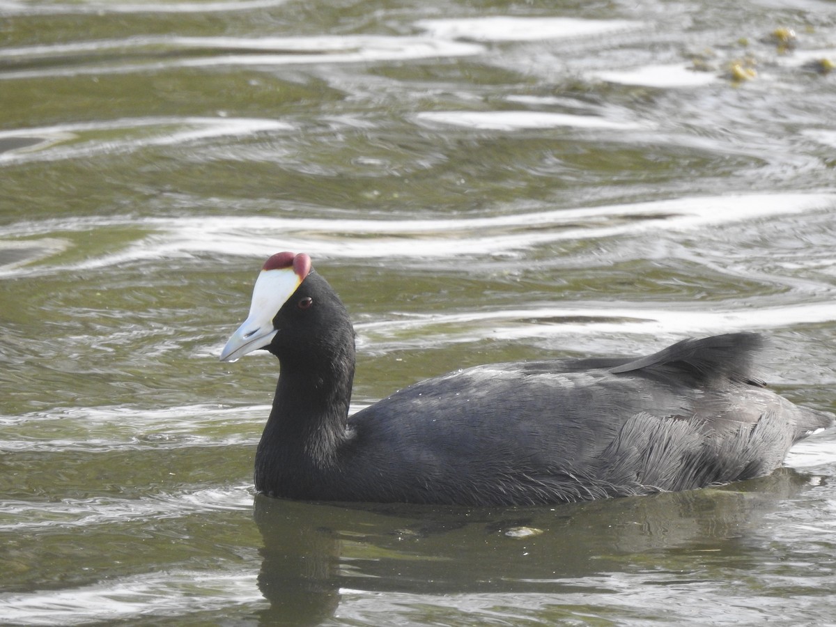 Red-knobbed Coot - ML643342722