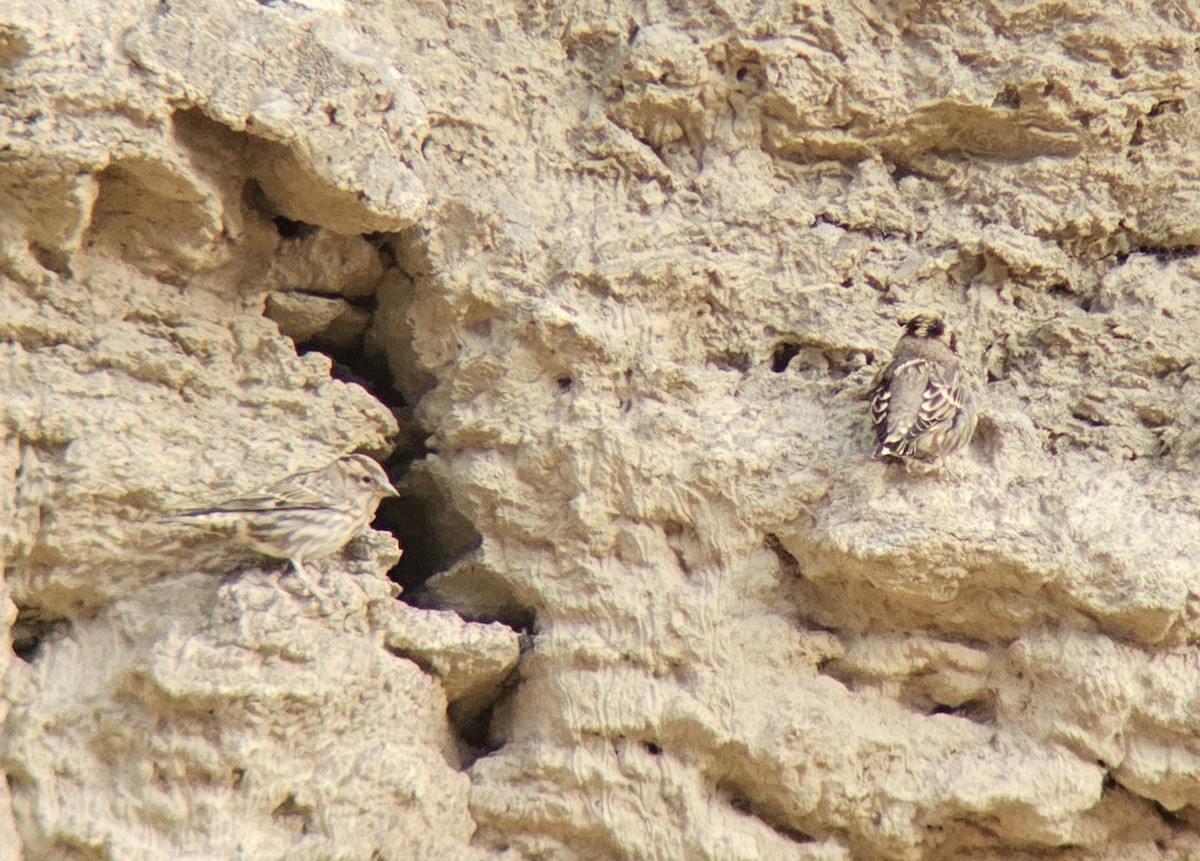 Rock Sparrow - ML643342758