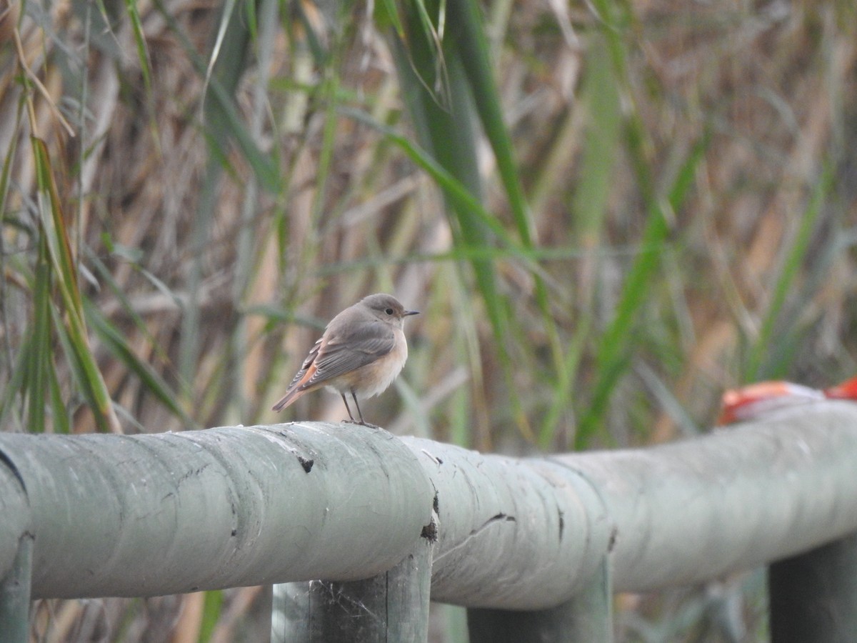 Common Redstart - ML643342769