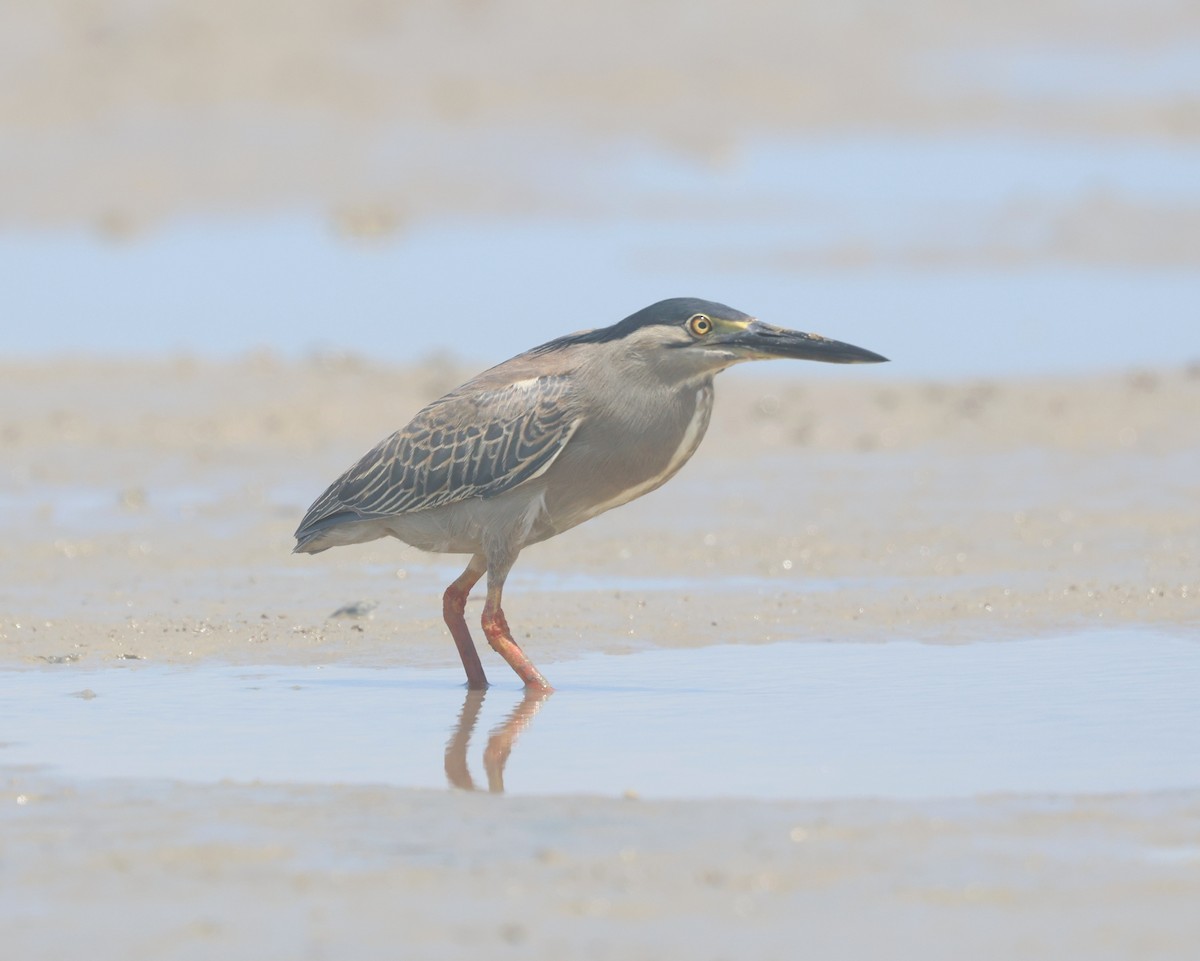 Little Heron - ML643342770
