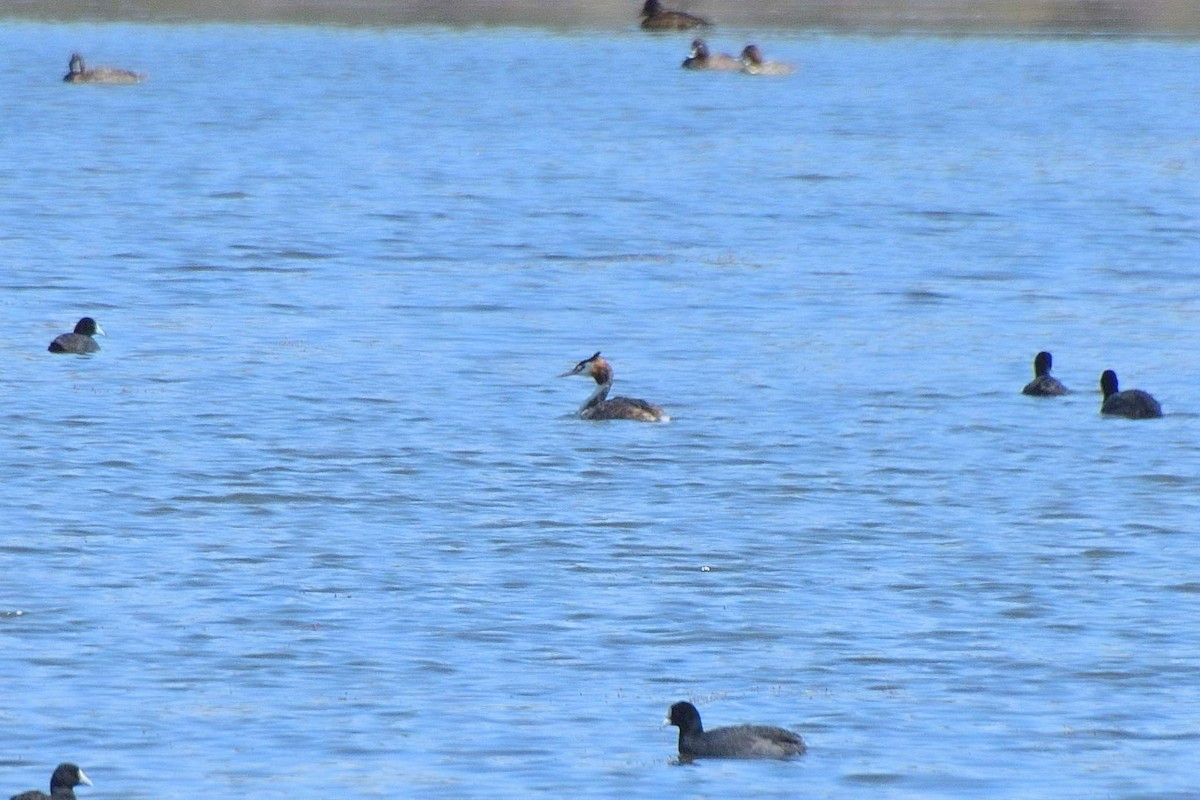 Great Crested Grebe - ML643342774