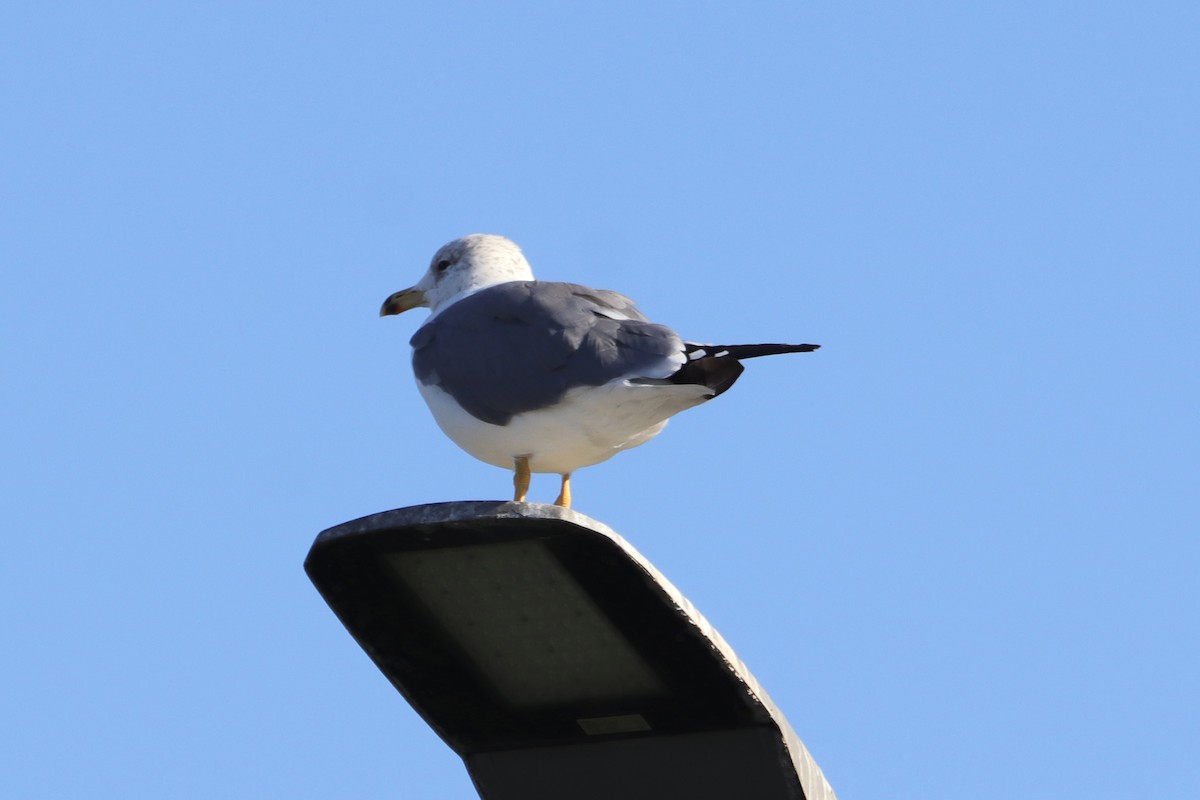 Armenian Gull - ML643342791