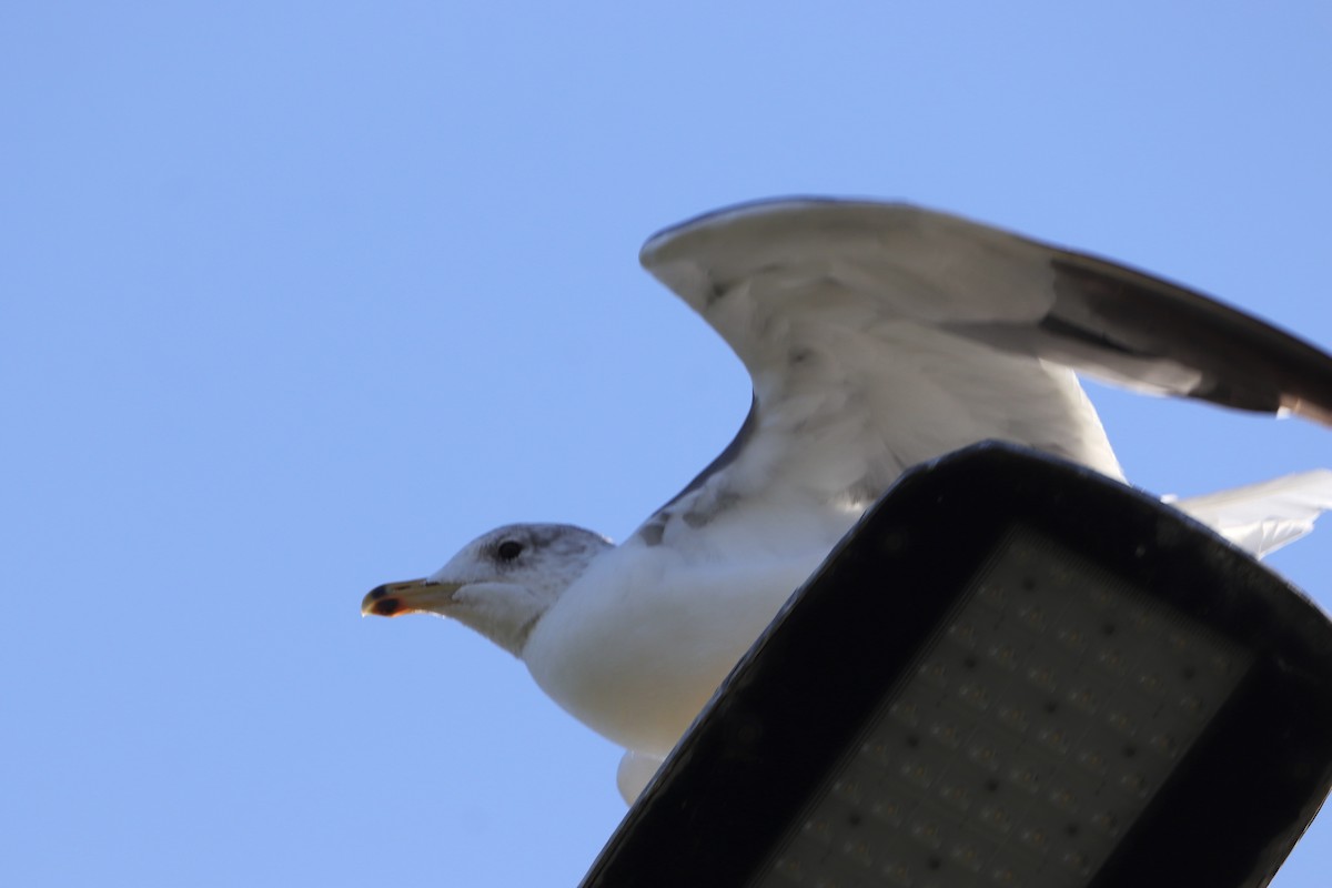 Armenian Gull - ML643342792