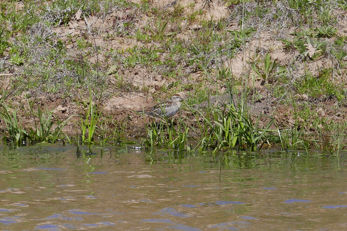 Sharp-tailed Sandpiper - ML643342796
