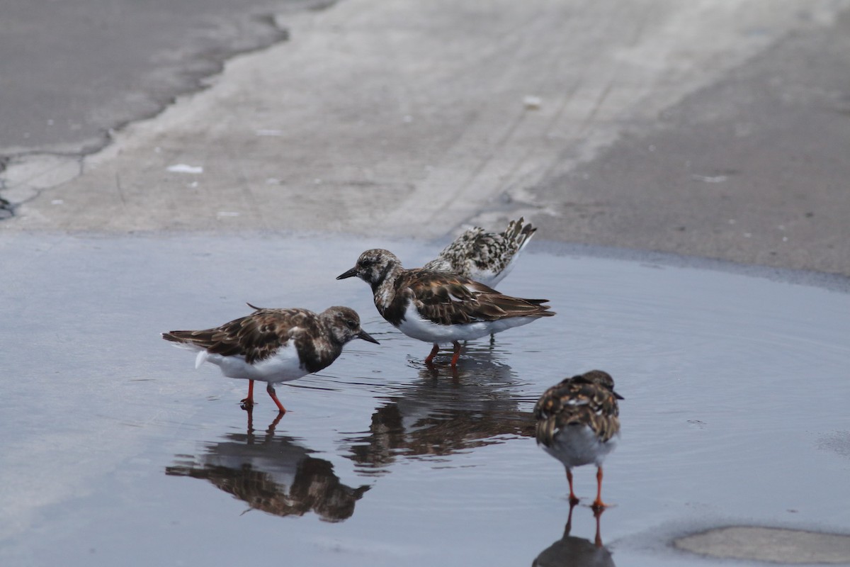 Ruddy Turnstone - ML643342802
