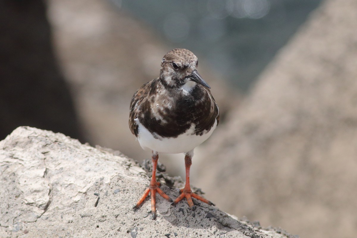 Ruddy Turnstone - ML643342803