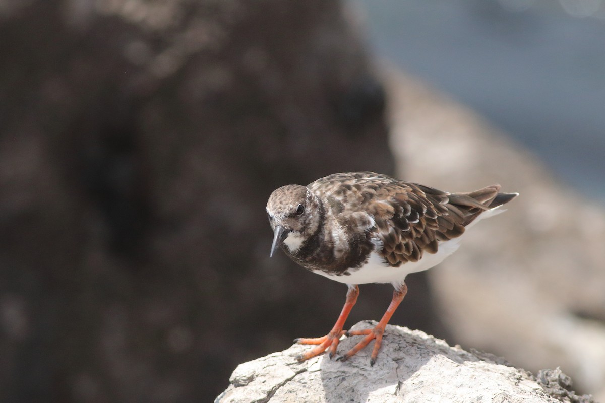 Ruddy Turnstone - ML643342804