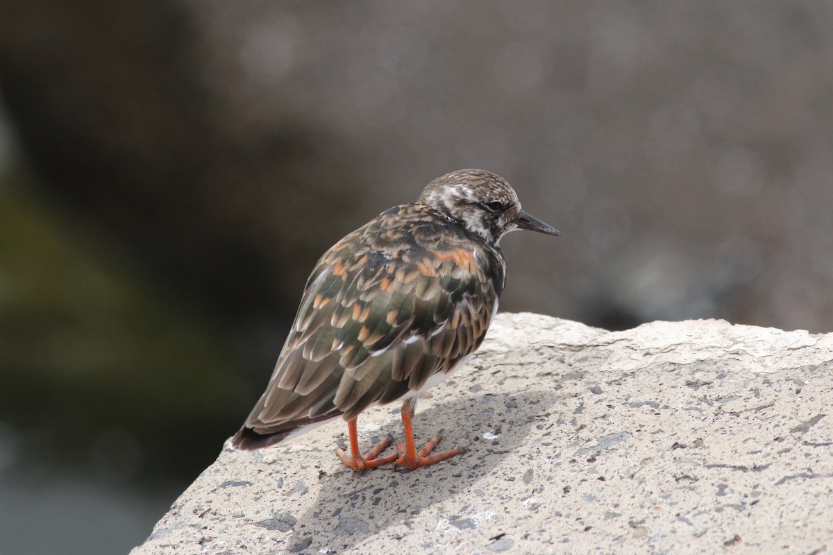 Ruddy Turnstone - ML643342805