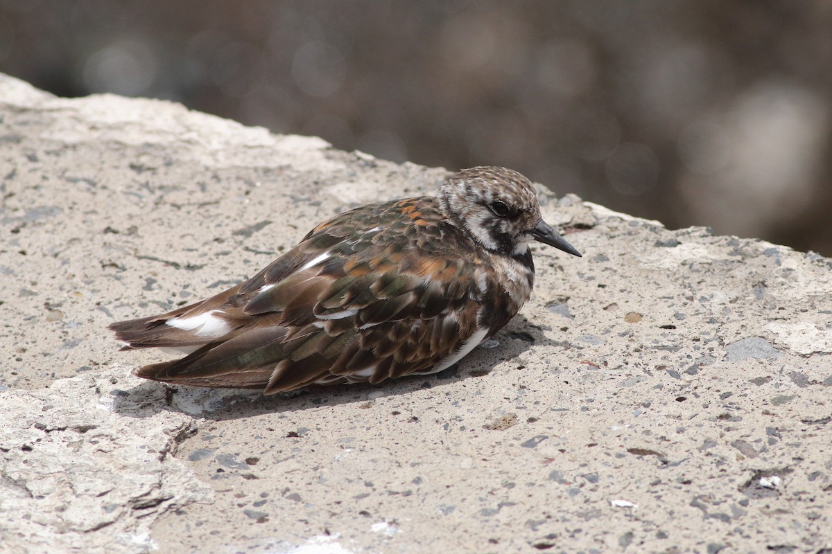 Ruddy Turnstone - ML643342808