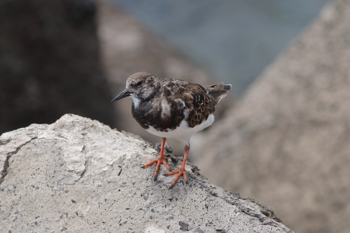 Ruddy Turnstone - ML643342809