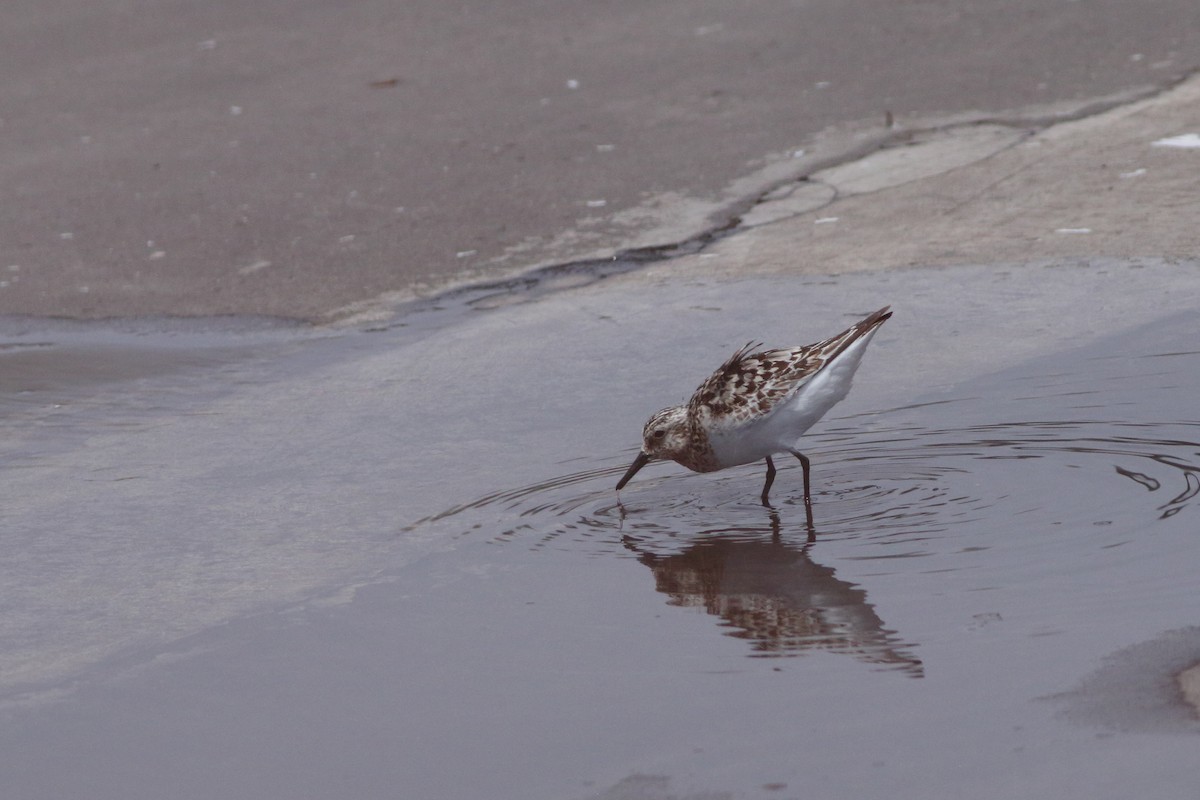 Sanderling - ML643342817
