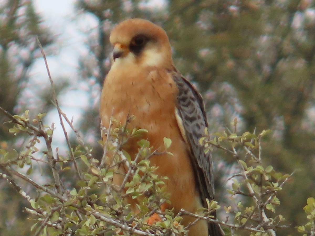 Red-footed Falcon - ML643342823