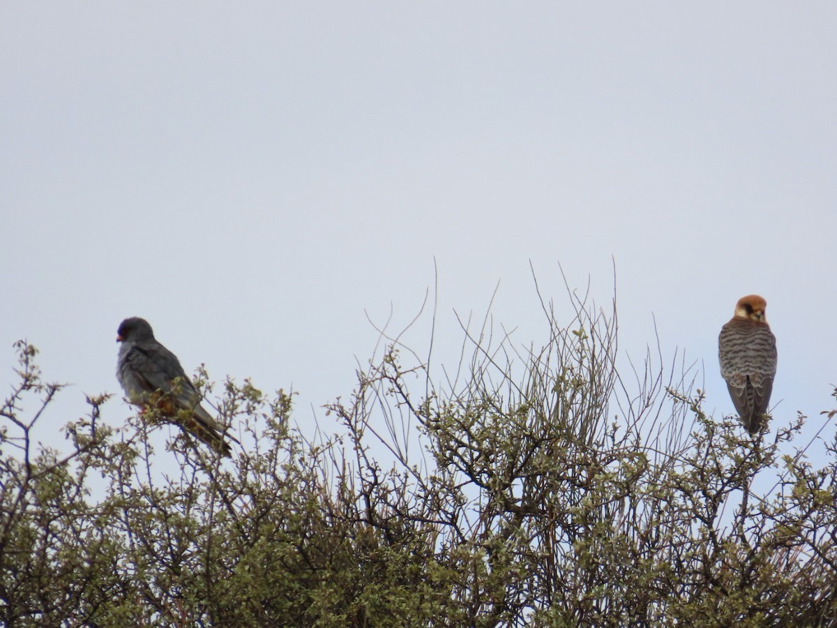 Red-footed Falcon - ML643342824