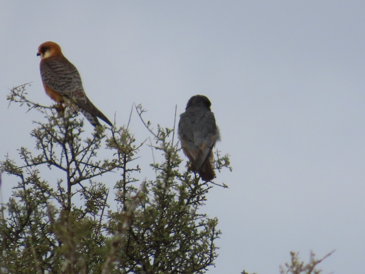 Red-footed Falcon - ML643342825