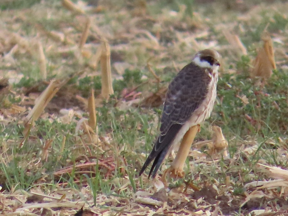 Red-footed Falcon - ML643342826